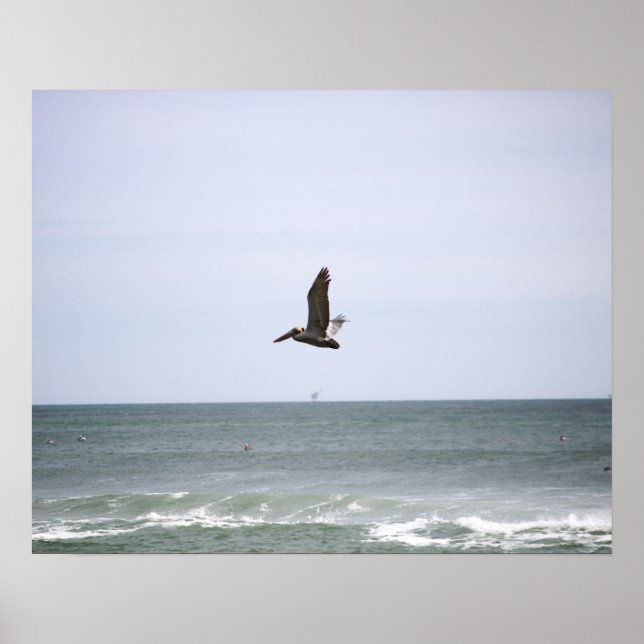 Brown Pelican Flying Over the Ocean Color 16x20  Poster (Front)