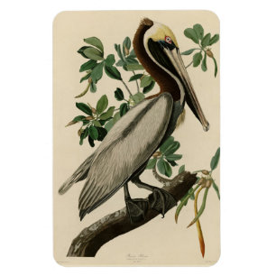 Brown Pelican from Audubon's Birds of America Magnet