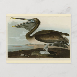 Brown Pelican from Audubon's Birds of America Postcard