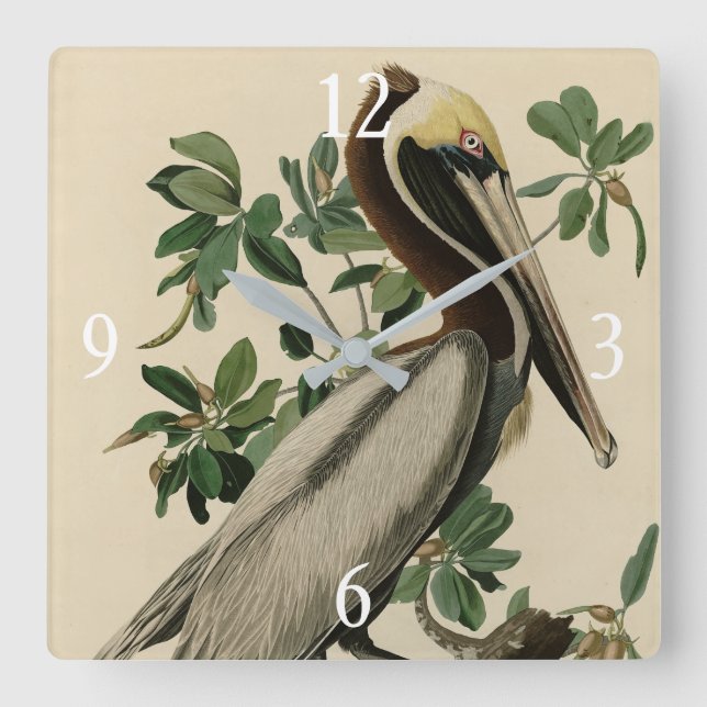 Brown Pelican from Audubon's Birds of America Square Wall Clock (Front)