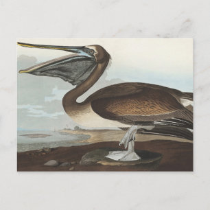 Brown Pelican from Birds of America Postcard