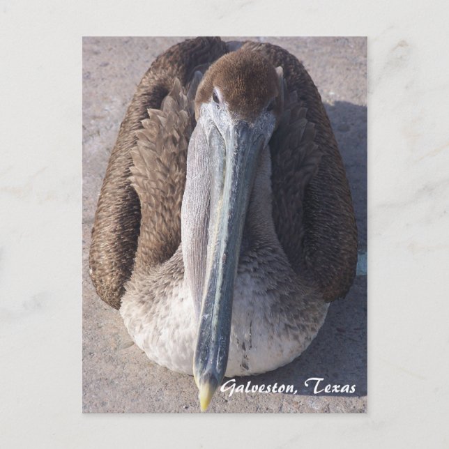 Brown Pelican Galveston Texas Postcard (Front)