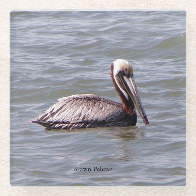 Brown Pelican glass coaster (Front)