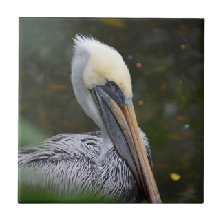 brown pelican head view facing right bird tile