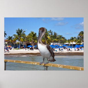 Brown Pelican, Higgs Beach, Key West, Florida Poster