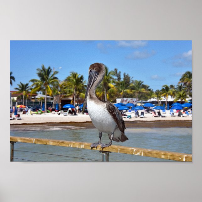 Brown Pelican, Higgs Beach, Key West, Florida Poster (Front)