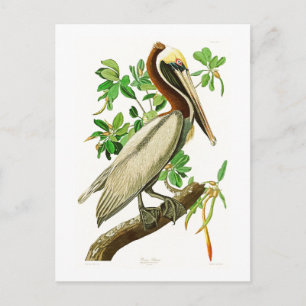 Brown Pelican John James Audubon Birds of America Postcard