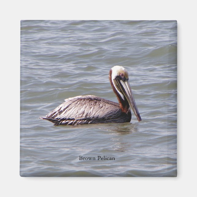 Brown Pelican magnet (Front)