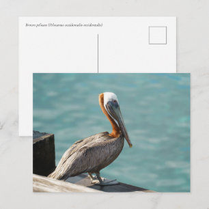 Brown Pelican Martinique Caribbean Wildlife Postcard