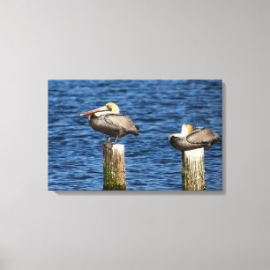 Brown Pelican Pair Roosting on Posts Canvas Print