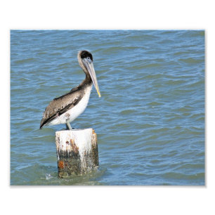 Brown pelican  Photo