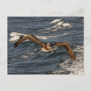 Brown Pelican Postcard