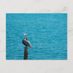 Brown pelican postcard