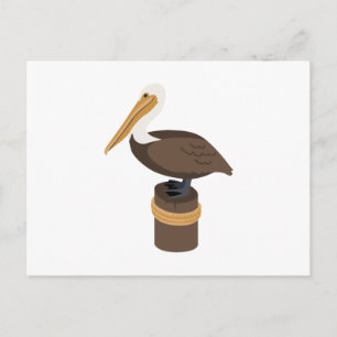 Brown Pelican Postcard
