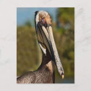 Brown Pelican Postcard