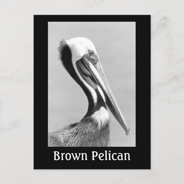 Brown Pelican Postcard (Front)