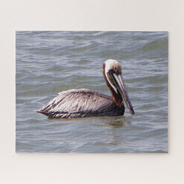 Brown Pelican puzzle (Horizontal)