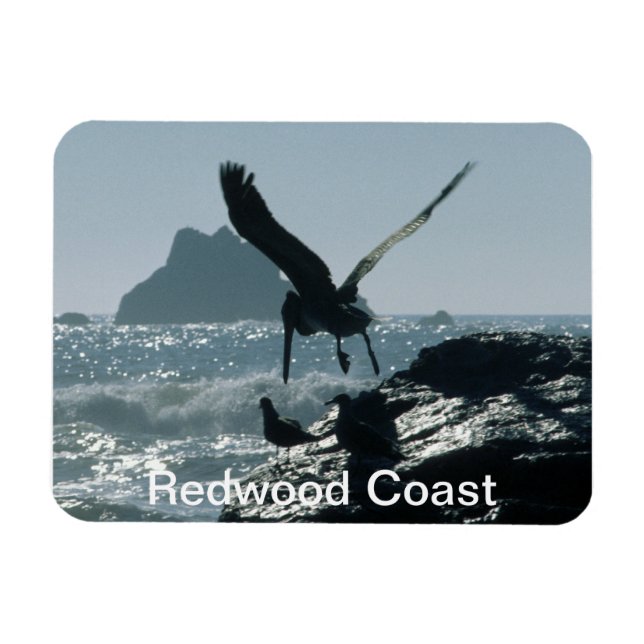 Brown Pelican Redwood Coast Magnet (Horizontal)