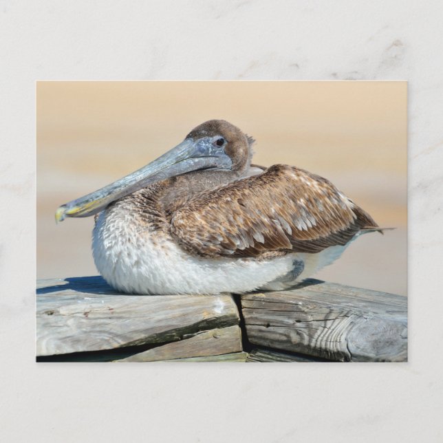 Brown Pelican Resting Postcard (Front)