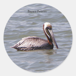 Brown Pelican sticker