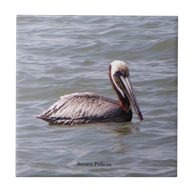 Brown Pelican tile (Front)