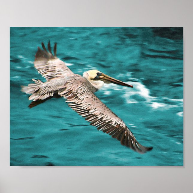 BROWN PELICAN WIND RIDER POSTER (Front)