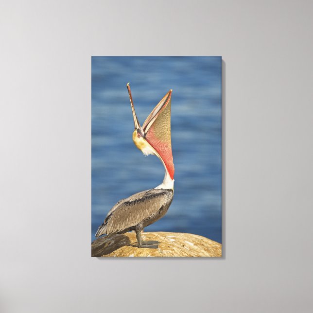 Brown Pelican with mouth open Canvas Print (Front)