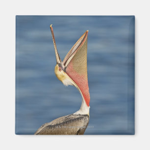 Brown Pelican with mouth open Magnet