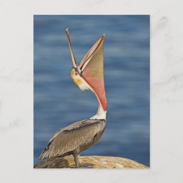 Brown Pelican with mouth open Postcard (Front)