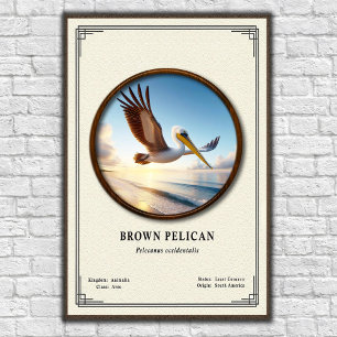 Brown Pelican Zoology Poster