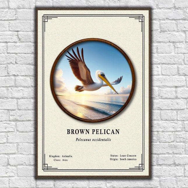 Brown Pelican Zoology Series Poster (Creator Uploaded)