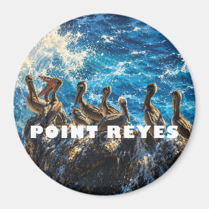 Brown Pelicans At Point Reyes, California Magnet