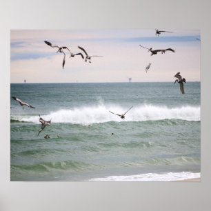 Brown Pelicans Feeding in the Gulf Colour 16x20 Poster