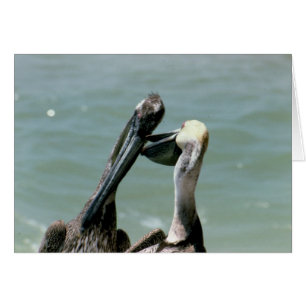 Brown Pelicans Preening