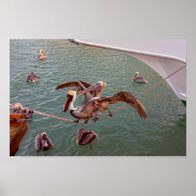 Brown Pelicans Squabble in Florida Poster (Front)