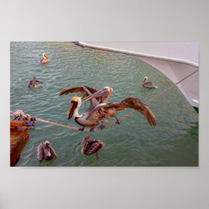 Brown Pelicans Squabble in Florida Poster