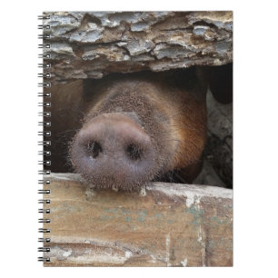 Brown Pig Poking Nose through Rustic Fence Spiral Notebook
