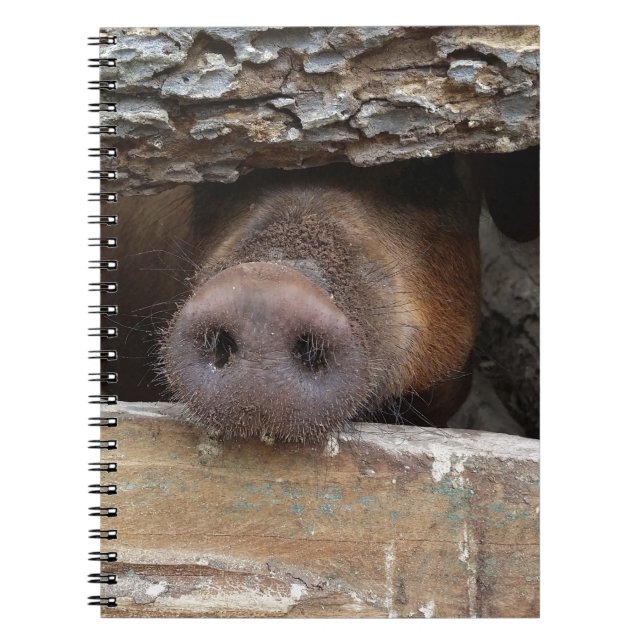 Brown Pig Poking Nose through Rustic Fence Spiral Notebook (Front)