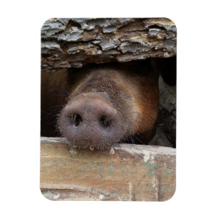 Brown Pig Poking Snout through Rustic Fence Magnet