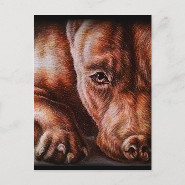 Brown pitbull face drawing of pet portrait dog postcard (Front)