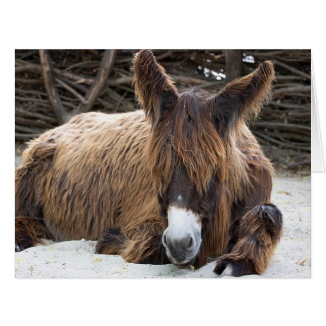 Brown Poitou Donkey (Front Horizontal)
