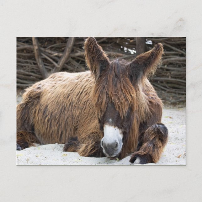 Brown Poitou Donkey Postcard (Front)