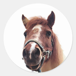 Brown Pony Classic Round Sticker