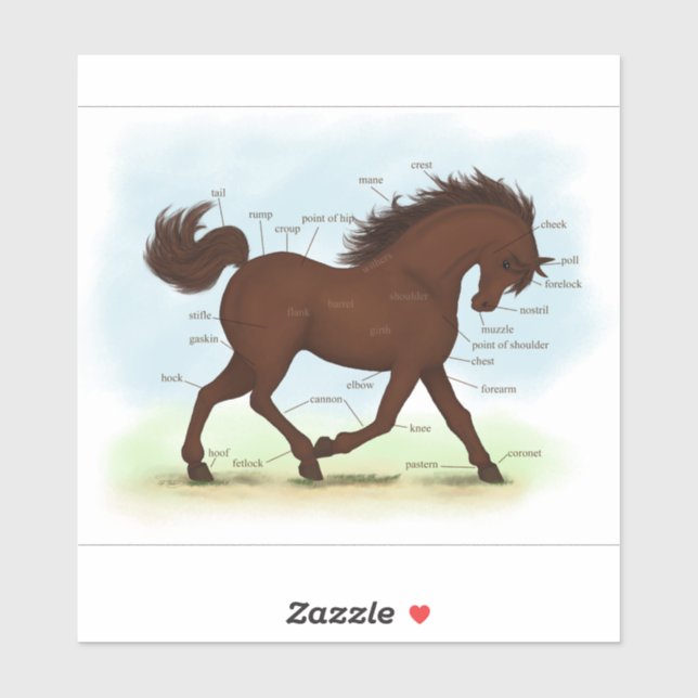 Brown Pony Horse Anatomy Chart Educational (Sheet)