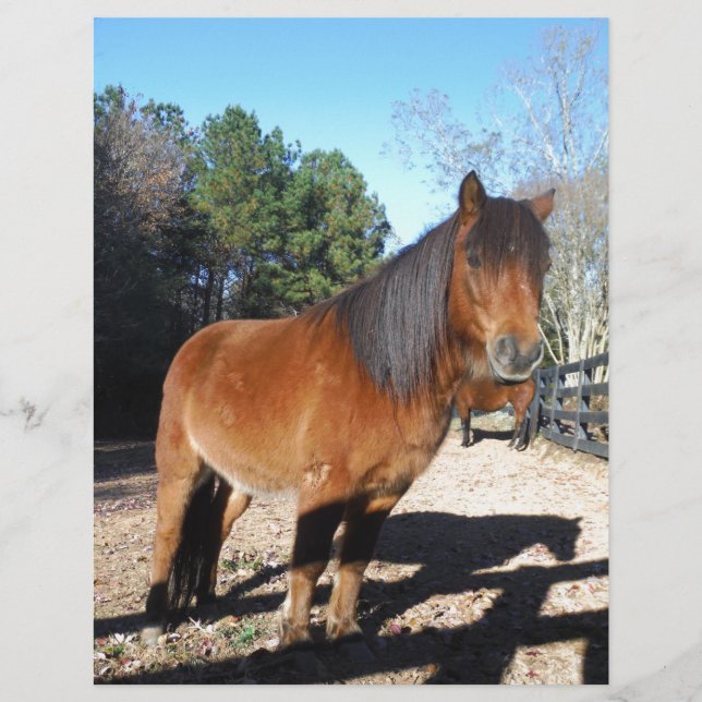 Brown pony turquoise Sky (Front)