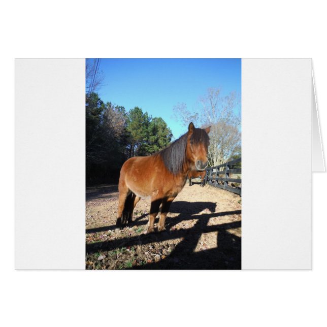 Brown pony turquoise Sky (Front Horizontal)