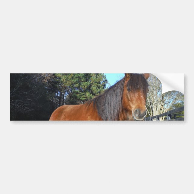 Brown pony turquoise Sky Bumper Sticker (Front)