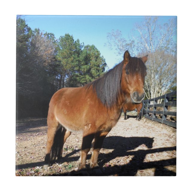 Brown pony turquoise Sky Tile (Front)