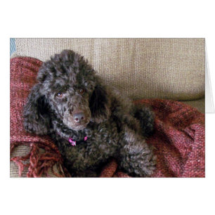 Brown Poodle in Chair, Custom, Blank Inside
