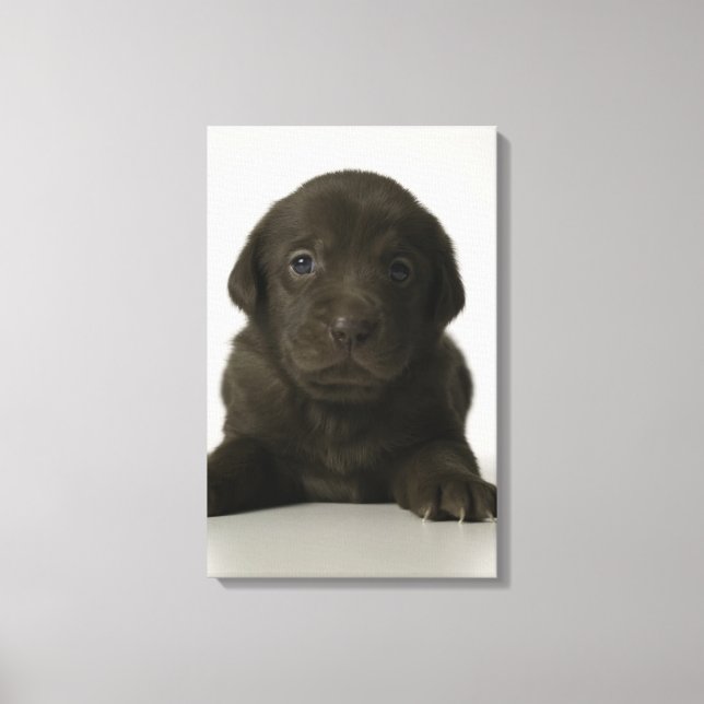 Brown puppy, portrait, close-up canvas print (Front)